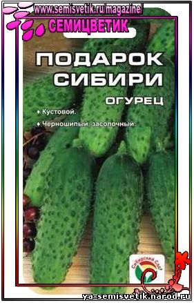 огурец подарок сибири