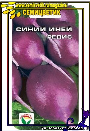 редис синий иней