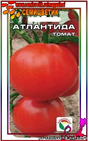 ТОМАТ АТЛАНТИДА
